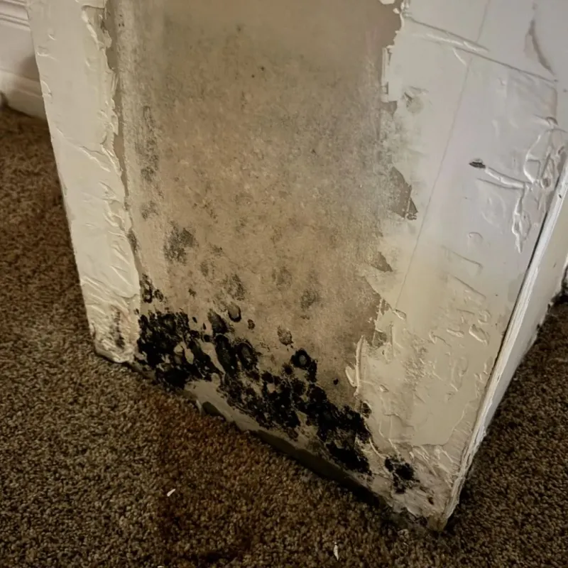 Professional Mold Removal in Perryville, AR